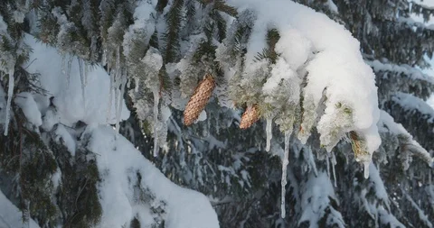 Frozen tree in hoarfrost in the winter mountain Stock Footage 108633898