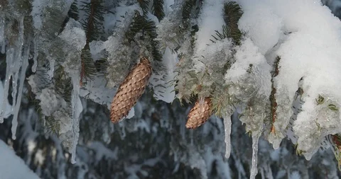 Frozen tree in hoarfrost in the winter mountain Stock Footage 112136187