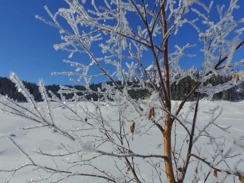 Frozen tree, ice covered trees - Winter landscapes in mountain Stock Footage 72784951