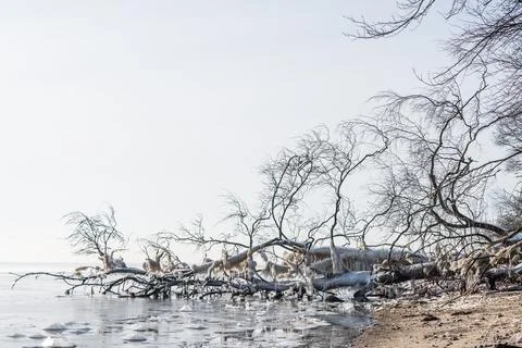 Frozen tree with icicles hanging Stock Photos