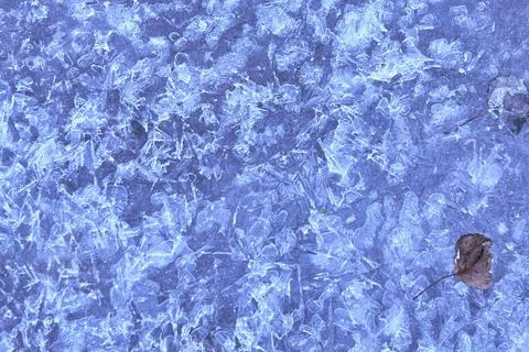 A frozen tree leaf on ice block Stock Photos