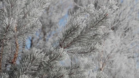 Frozen Tree Needles Vidéo 71800064
