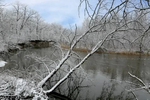 Frozen tree  over river in forest Stock Photos