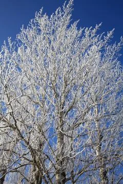 Frozen tree Stock Photos