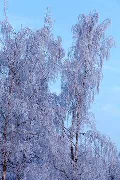 Frozen tree Foto stock