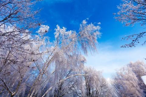 Frozen tree Stockfoto's