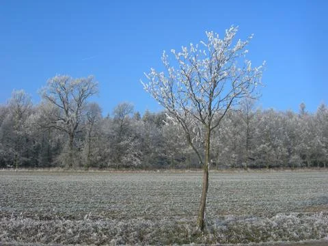 Frozen tree Stock Photos