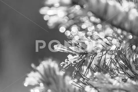 Frozen tree Stock Photos