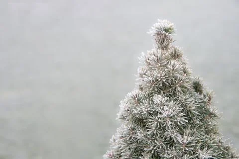 Frozen tree Stock Photos