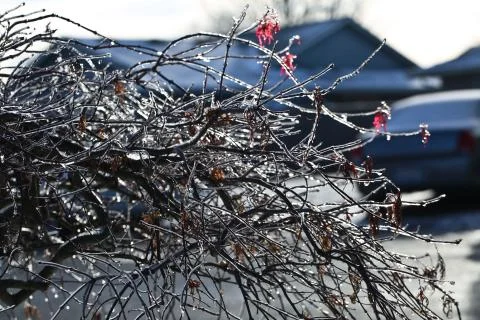 Frozen tree Stock Photos
