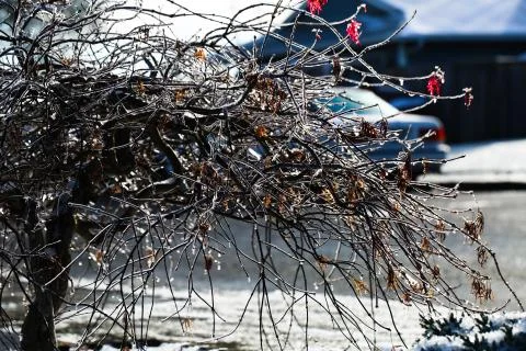 Frozen tree Stock Photos