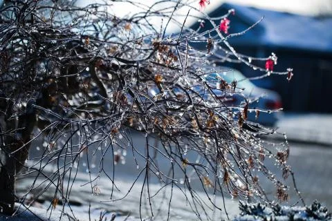 Frozen tree Stock Photos