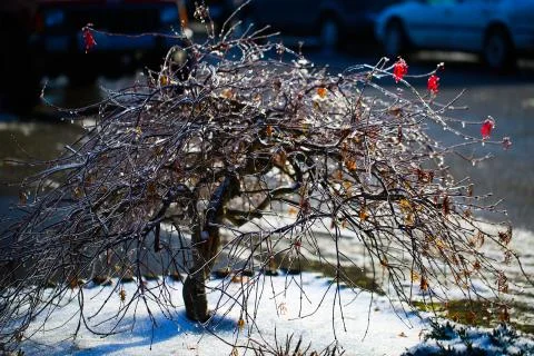 Frozen tree Stock Photos