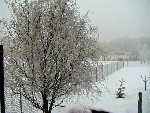 Frozen tree Stock Photos
