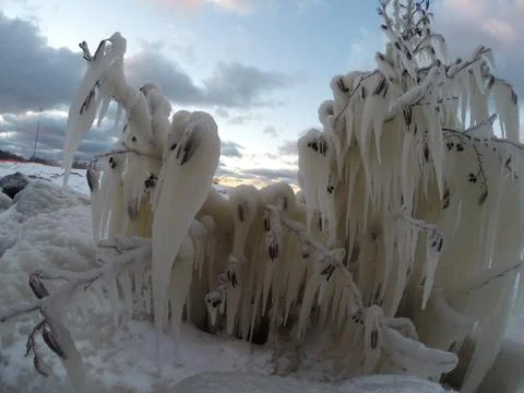 Frozen Tree Foto stock