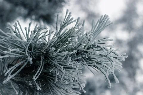 Frozen Tree Stock Photos