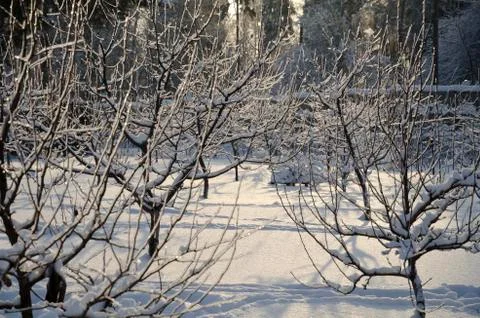 Frozen tree planting Stock Photos