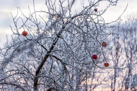 Frozen tree with remaining apples on its branches Stock Photos