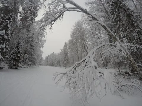 A frozen tree on the river Stock Photos