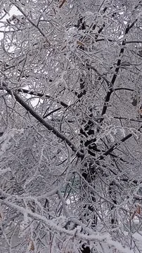 Frozen tree in siberia, downtown, close shot, frost, high humidity Stock Photos