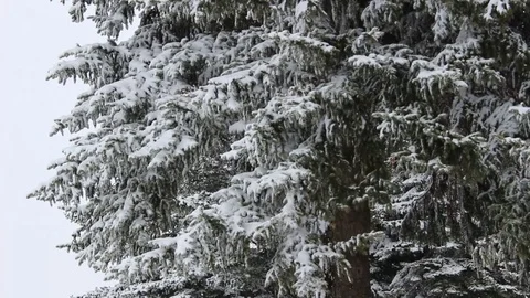 Frozen tree with snow falling 1 Video stock 73157063