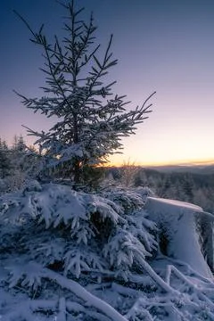 Frozen tree in a soft winter dawn in the mountains. Little bit of haze and Stock Photos