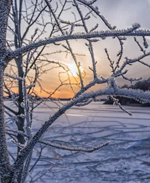 Frozen tree with sunset at the background Stock Photos