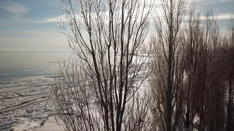Frozen tree tips Stock Footage 100136055