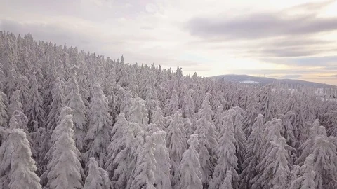 Frozen tree tops 動画素材 85553193