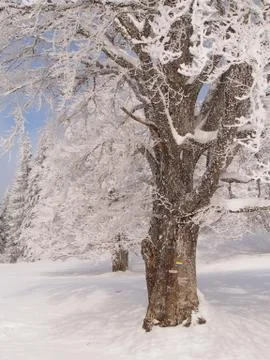 Frozen tree with trail mark Foto stock