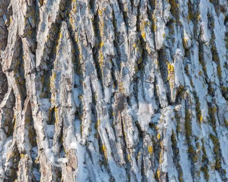 Frozen tree trunk close-up Stock Photos