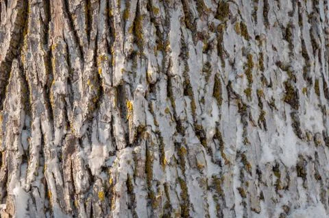 Frozen tree trunk close-up Stock Photos