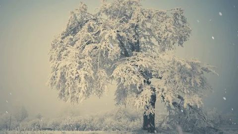 Frozen tree under falling snow Stock Footage 113680986