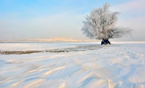 Frozen tree on winter field Stock Photos