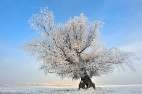 Frozen tree on winter field Stock Photos