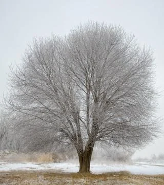 Frozen tree in winter field Stock Photos