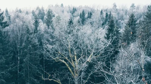 Frozen tree in winter forest, aerial view Stock Footage 99687058