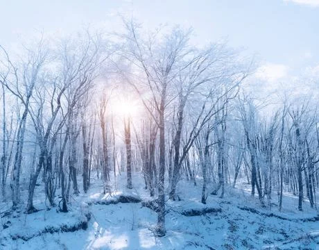 Frozen tree in winter forest Stock Photos