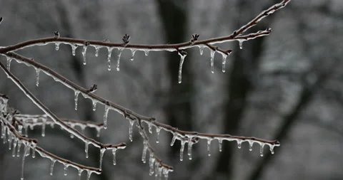 Frozen tree in winter with glistening icicles Stock Footage 153534823