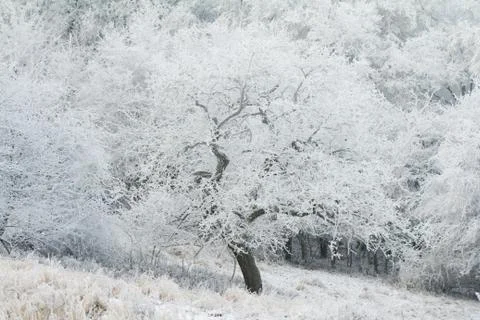 Frozen tree in winter Stock Photos