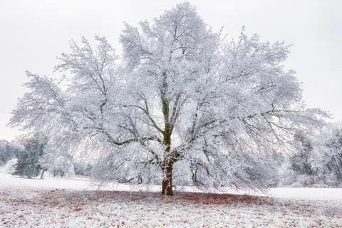 Frozen tree in winter with snow Stock Photos