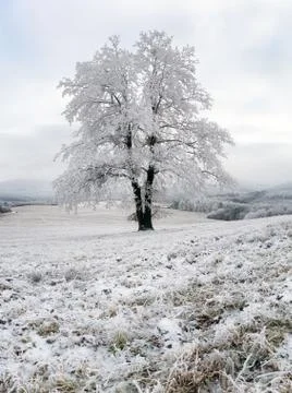 Frozen tree in winter with snow Stock Photos