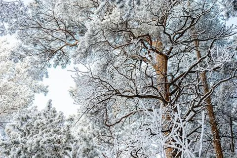 Frozen tree on winter   white sky.  Frosty day, calm winter scene. Great view Stock Photos
