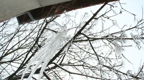 Frozen trees 1 Stock-Footage 743485