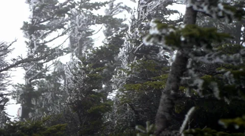 Frozen Trees 1 動画素材 37112816