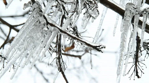 Frozen trees 2 Video stock 743480