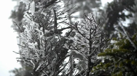 Frozen Trees 2 動画素材 37112795