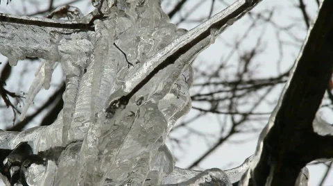 Frozen trees 3 Video stock 743469