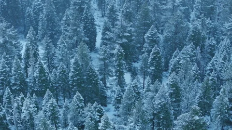 Frozen trees accentuated by icy blue atmospheric perspective Stock Footage 321435091