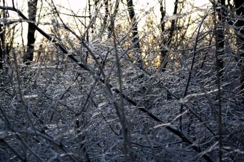 Frozen trees after rain Stock Photos